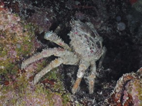 A spiny spider crab (Mithrax spinosissimus) hides between algae and reef structures on the seabed.