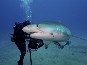 Diver with equipment next to a large tiger shark (Galeocerdo cuvier) surrounded by blue ocean water