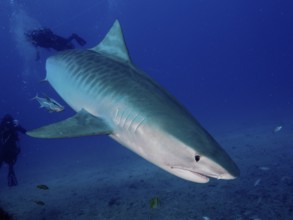Large tiger shark (Galeocerdo cuvier) in deep water with divers nearby watching the animal,