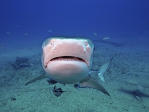 Close-up of a tiger shark (Galeocerdo cuvier) swimming towards the camera in the deep blue water of