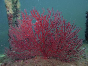Red coral, deep-sea gorgonian (Iciligorgia schrammi), on sandy seabed, surrounded by aquatic