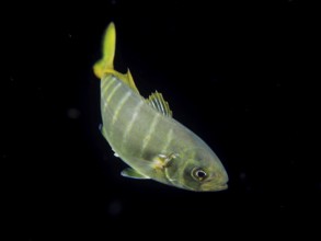 A silver fish with a yellow tail, juvenile jack mackerel (Carangidae), swimming in the dark ocean