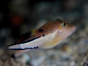 A brown fish with neon coloured accents, Congo pufferfish (Canthigaster rostrata), swims in an