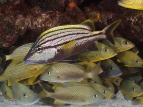 A Spanish grunt (Haemulon macrostomum) in front of a school of fish with stripes. Dive site John
