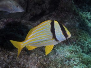 A yellow striped fish, pig grunt (Anisotremus virginicus), swims on a reef in the ocean. Dive site