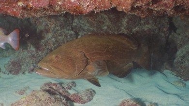 A large Black Grouper (Mycteroperca bonaci) hides under a reef on the sandy seabed. Dive site John