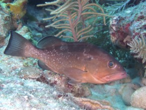 A single Black Grouper (Mycteroperca bonaci) near corals in an underwater landscape. Dive site John