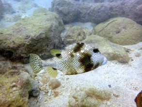 A pufferfish with a speckled pattern, blackspot boxfish (Lactophrys bicaudalis), swims over a sandy