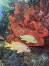 Colourful fish, schoolmaster snapper (Lutjanus apodus), swimming on a vibrant orange sea sponge in