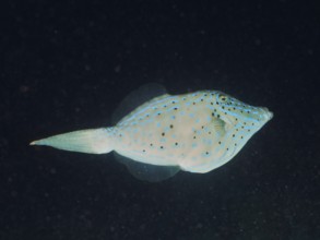 A fish with blue spots, script filefish (Aluterus scriptus), swims in a dark underwater environment