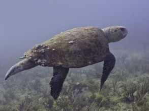 Loggerhead sea turtle (Caretta caretta) swimming in calm, clear water, surface covered with algae