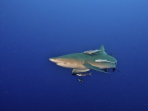 Lemon shark (Negaprion brevirostris) with several small fish, shipkeepers (Echeneidae), as company