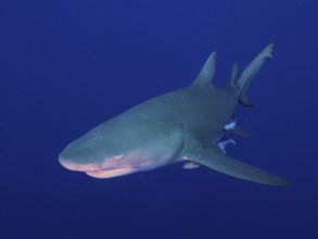 Lemon shark (Negaprion brevirostris) swims through the deep blue water. Dive site Lemon Drop,