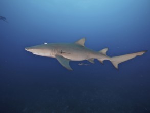 A lemon shark (Negaprion brevirostris) swims freely in the deep blue ocean, accompanied by a small