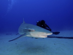 Lemon shark (Negaprion brevirostris) swimming close to a diver in deep blue water. Dive site