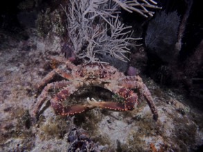 Large crab with distinctive claws and dotted shell, West Indian spider crab (Maguimithrax