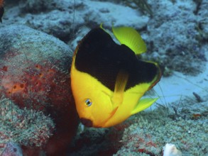 A bright yellow fish with black areas, tricolour angelfish (Holacanthus tricolor), at the coral