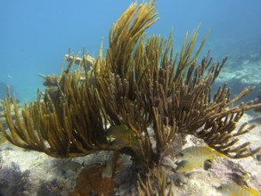 Arched shrub gorgonian (Plexaura flexuosa) with yellow fish in dynamic underwater movement. Dive