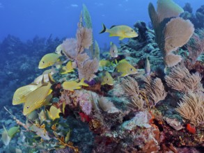 Many yellow bluestriped grunts (Haemulon sciurus) swim through a colourful reef in clear water.