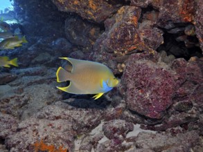 A colourful Bermuda angelfish (Holacanthus bermudensis) with bright blue and yellow colours next to