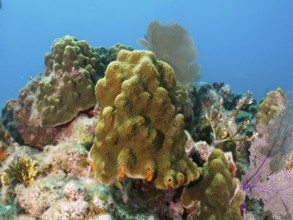 Lively coral landscape with mountain star coral (Orbicella faveolata) in light blue water. Dive
