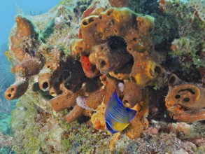Living sponges, Brown tube sponge (Agelas conifera), with colourful fish inhabiting the reefs. Dive