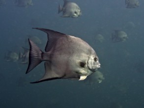 A grey Atlantic spadefish (Chaetodipterus faber) swims in a dark blue ocean. Dive site Amber Jack,
