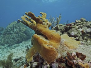 A yellowish elkhorn coral (Acropora palmata) rises from a rocky reef. Dive site John Pennekamp