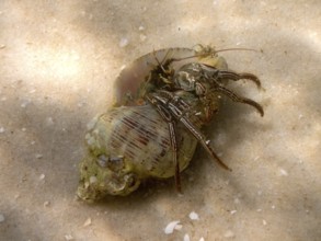 A hermit crab (Pagurus) crawls across a sandy seabed. Dive site John Pennekamp Coral Reef State