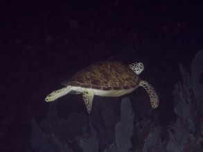 A Hawksbill sea turtle (Eretmochelys imbricata imbricata) swims in a dark marine environment. Dive