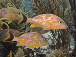 Group of bluestriped grunts (Haemulon sciurus) swimming calmly through corals. Dive site John