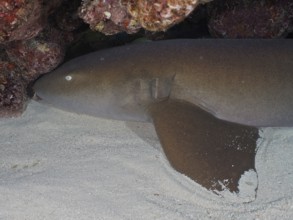 An Atlantic nurse shark (Ginglymostoma cirratum) rests on the seabed. Dive site John Pennekamp