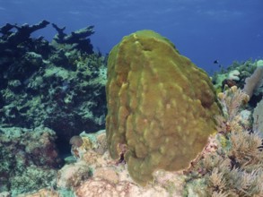 Large coral block, mountain star coral (Orbicella faveolata), in a calm underwater landscape. Dive