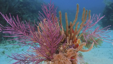 Lively, colourful coral formation with American gorgonian (Antillogorgia americana) under water