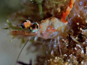 Close-up of a shrimp, Caribbean velvet shrimp (Metapenaeopsis goodei) with brightly coloured eyes