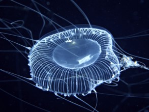 A blue-glowing jellyfish with long filaments floats in the dark water. Dive site, Riviera Beach,