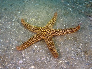 A yellow starfish with a dotted pattern, red spiny starfish (Echinaster sentus), lies on the seabed
