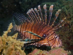 A Pacific red lionfish (Pterois volitans) with distinctive stripes, invasive species, swimming