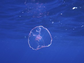 A translucent pink moon jellyfish (Aurelia aurita) floats close to the surface. Dive site John