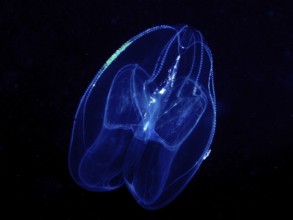 A luminous jellyfish, lobed ribbed jellyfish (Leucothea multicornis), floats in the dark underwater