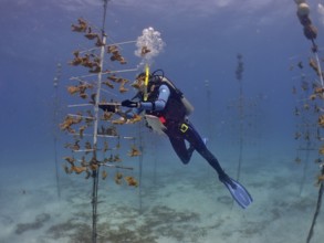 Coral farming. A diver works on underwater coral scaffolding in the clear blue ocean. The aim is to