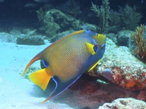 Elegant kingfish, queen angelfish (Holacanthus ciliaris), with bright colours glides over the sandy