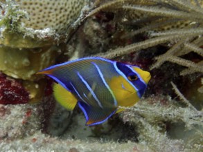 Colourful queen angelfish (Holacanthus ciliaris), juvenile, with blue and yellow stripes swimming