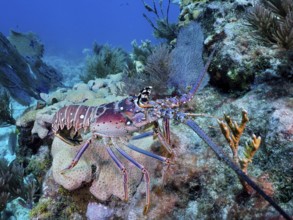 Lobster with colourful carapace, Caribbean crayfish (Panulirus argus), among corals in the blue sea