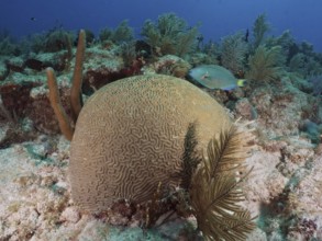 Large brain coral, brain coral (Diploria labyrinthiformis), with a blue fish in a colourful