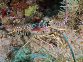 Colourful Caribbean langoustine (Panulirus argus) with long antennae crawls over coral bottom. Dive