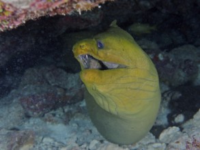 Green moray (Gymnothorax funebris) underwater in a cave between corals. Dive site John Pennekamp