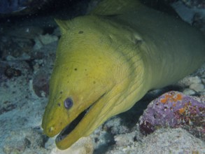 A Green moray (Gymnothorax funebris) can be seen between the rocks. Dive site John Pennekamp Coral
