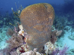 A large stony coral (Montastraea cavernosa) towers impressively in the coral reef. Dive site John