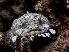 A spotted fish Gulf toadfish (Opsanus beta) between rocks. Dive site Anna's Reef, Destin,